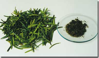 supercritical fluid extraction - paclitaxel