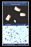 recrystallized supercritical fluid particles