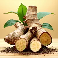 kava root